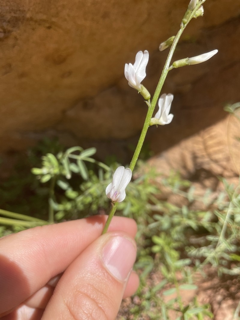 Spring Mountain Milkvetch photo 6