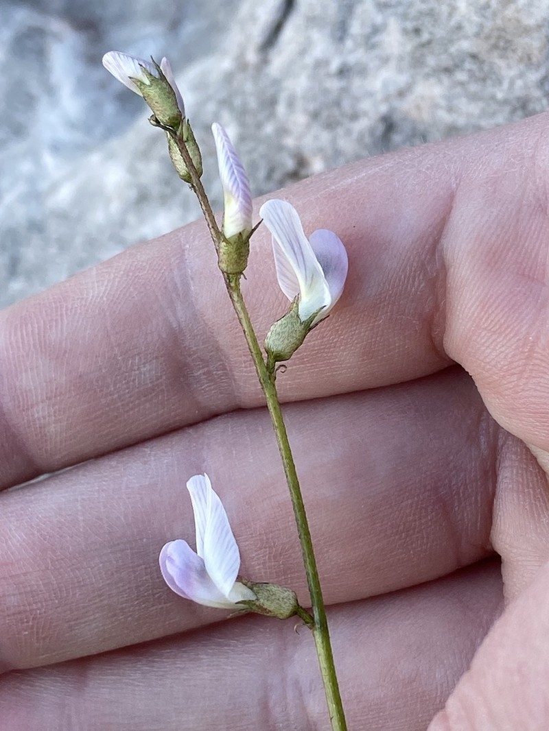 Spring Mountain Milkvetch photo 7