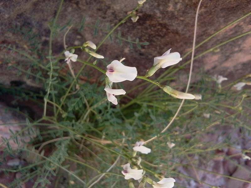 Spring Mountain Milkvetch photo 8