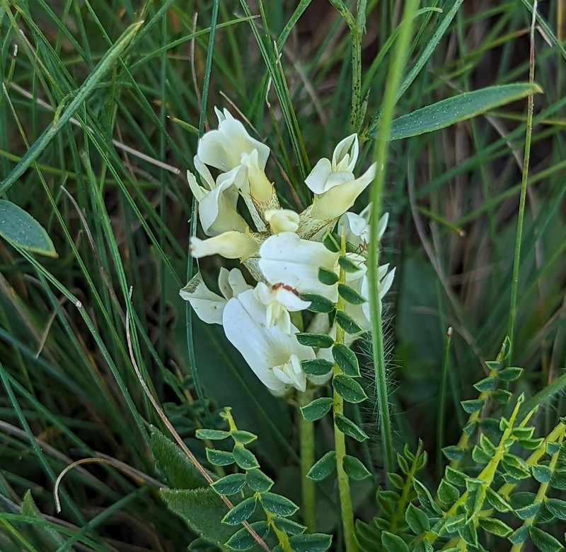 Astragalus renzii
