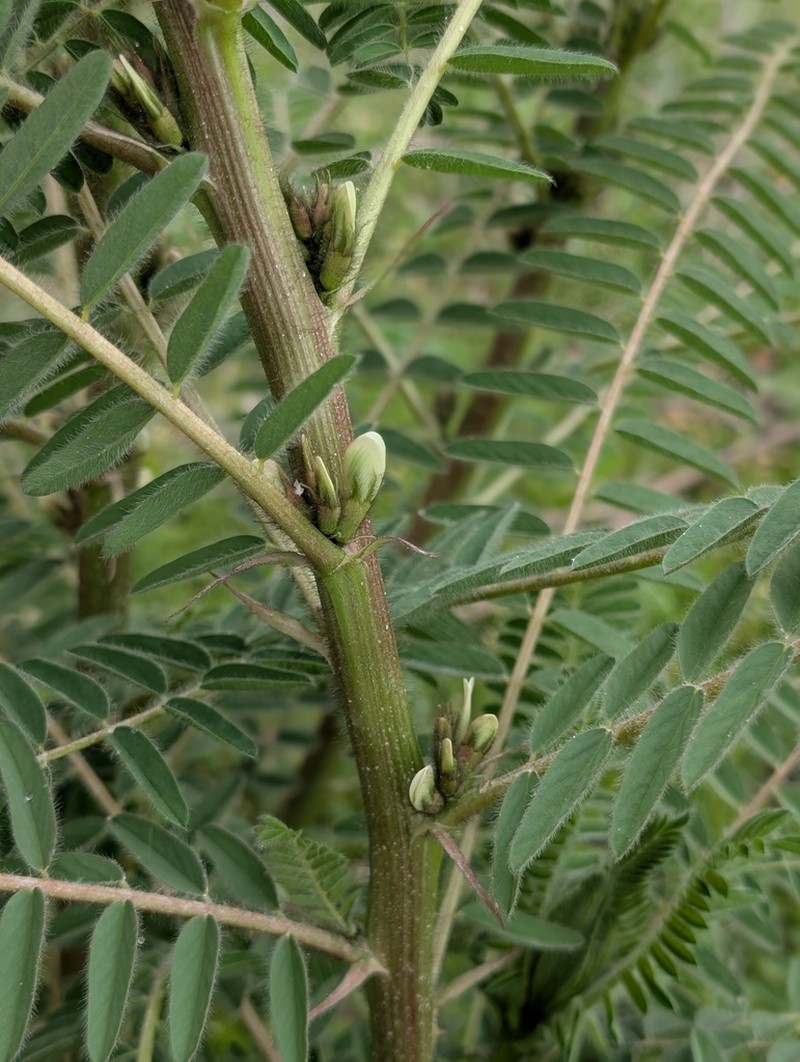 Astragalus retamocarpus