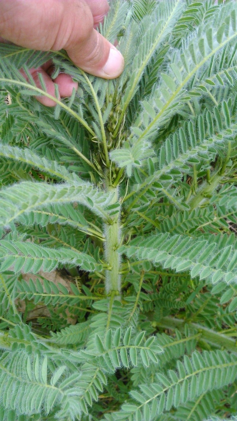 Astragalus retamocarpus photo 2