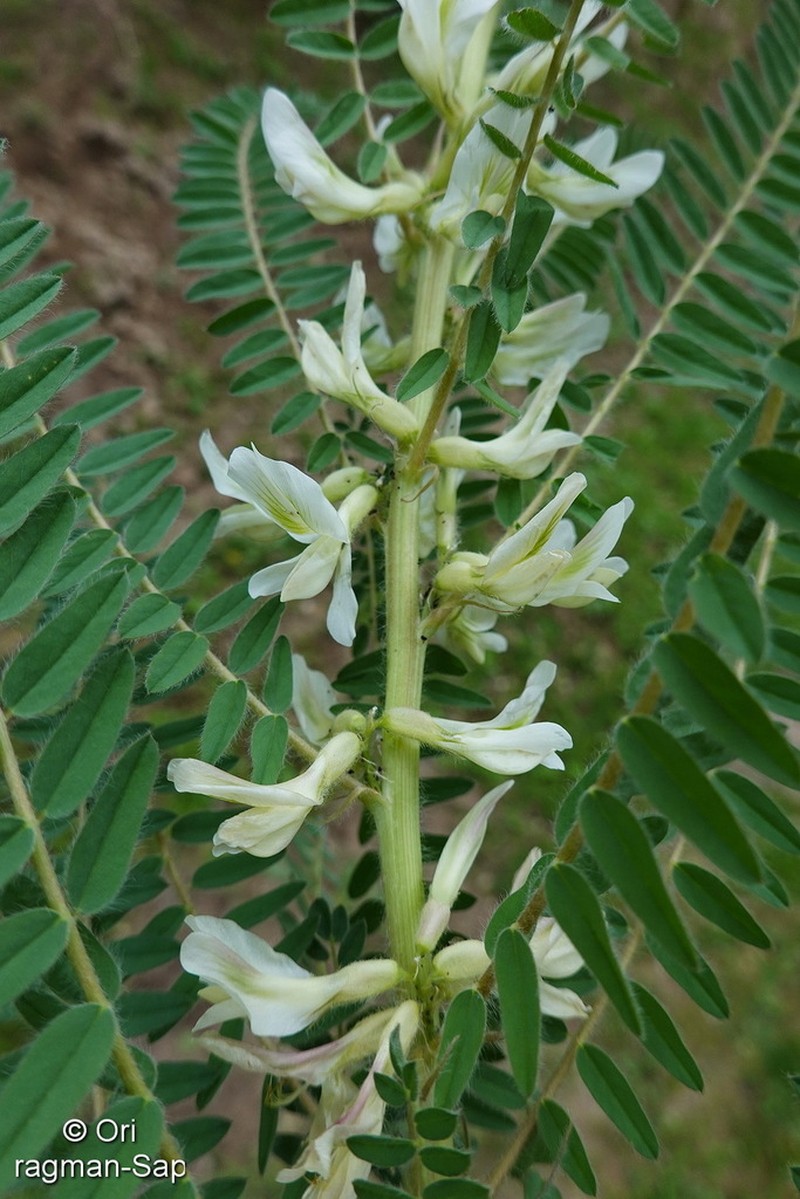 Astragalus retamocarpus photo 3