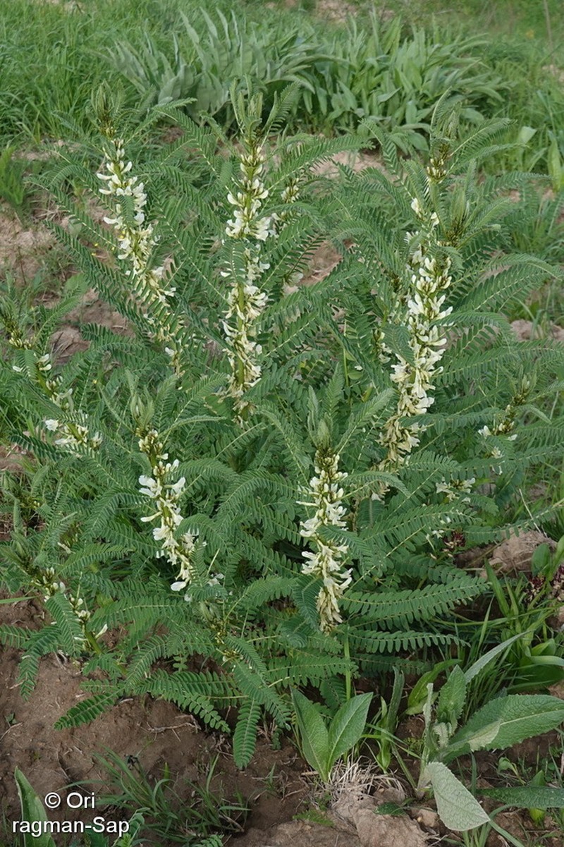 Astragalus retamocarpus photo 4