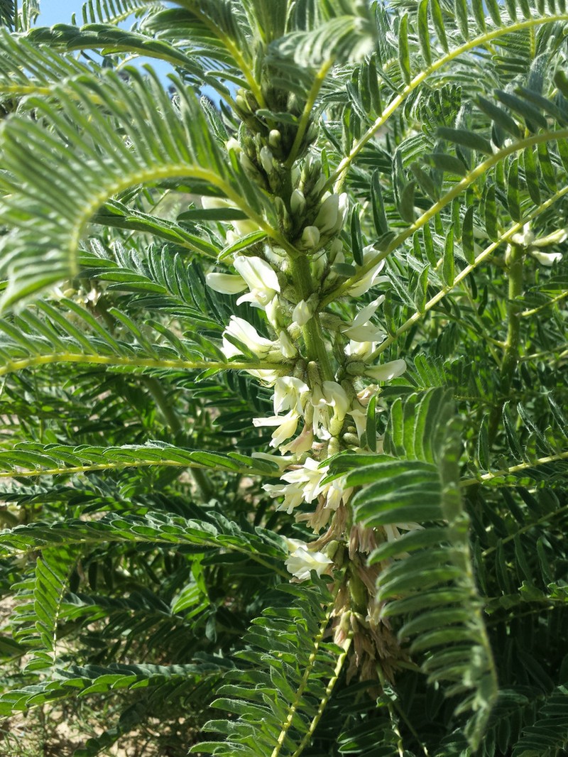 Astragalus retamocarpus photo 5