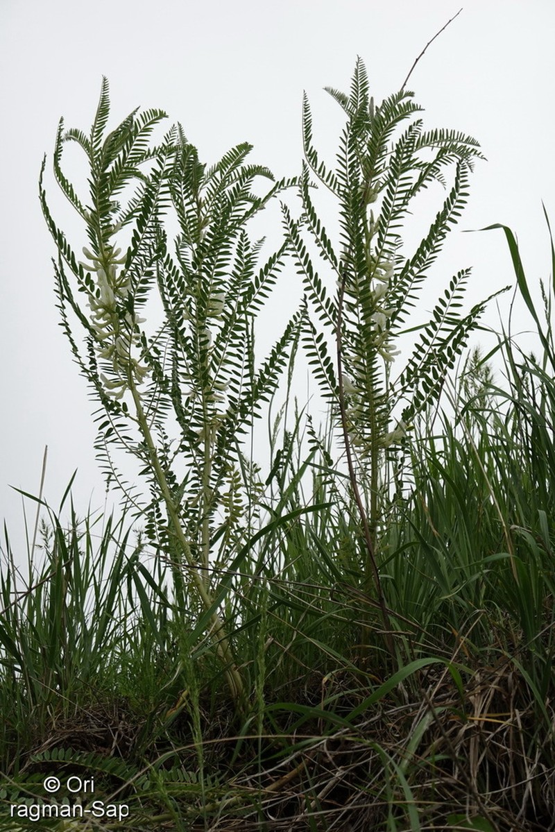 Astragalus retamocarpus photo 6
