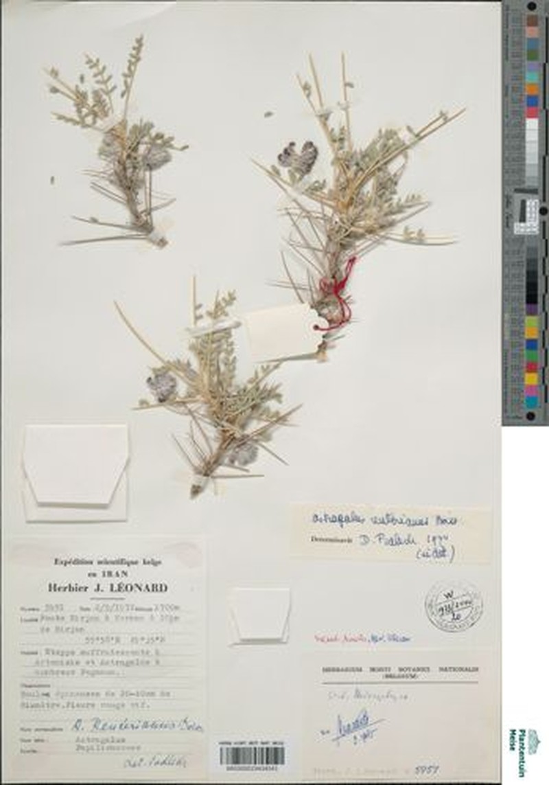 Astragalus reticulatus