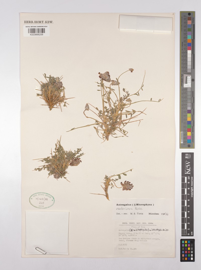 Astragalus reuterianus