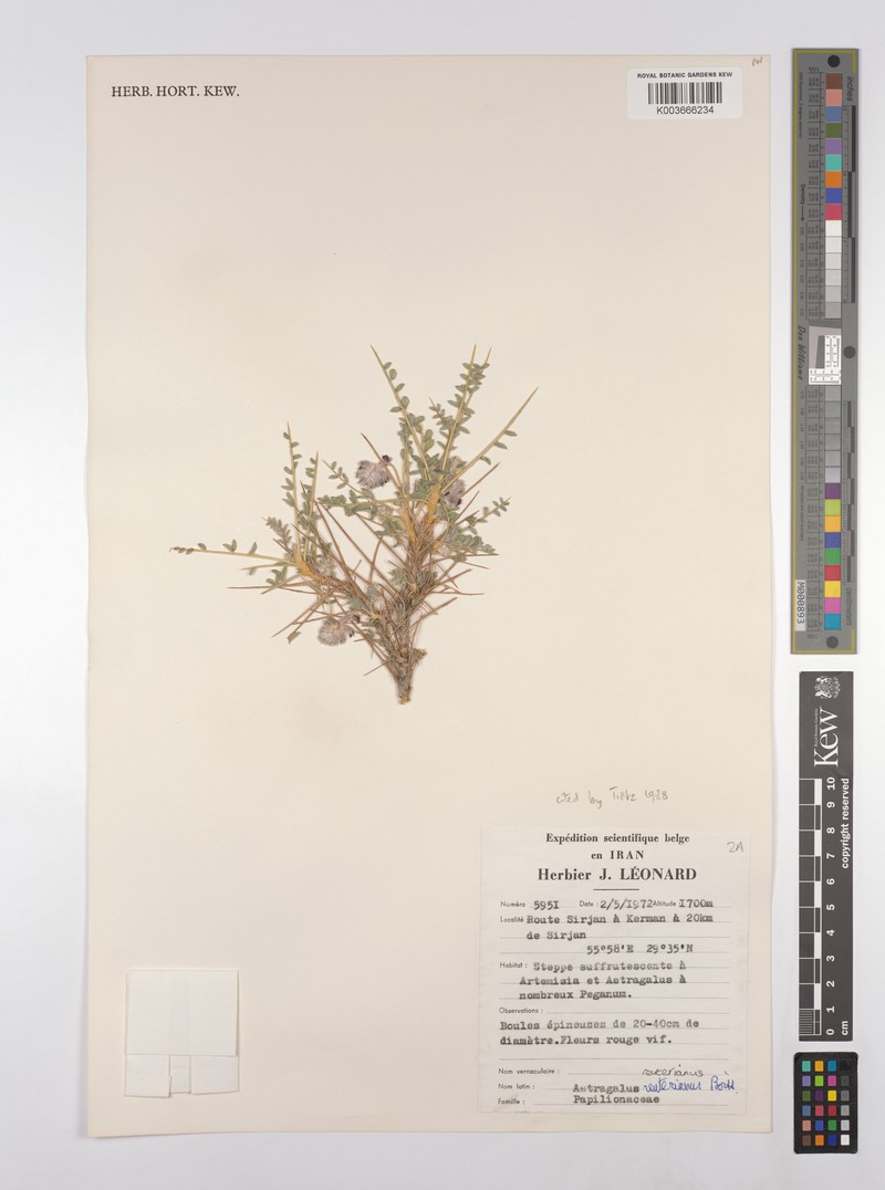 Astragalus reuterianus photo 2