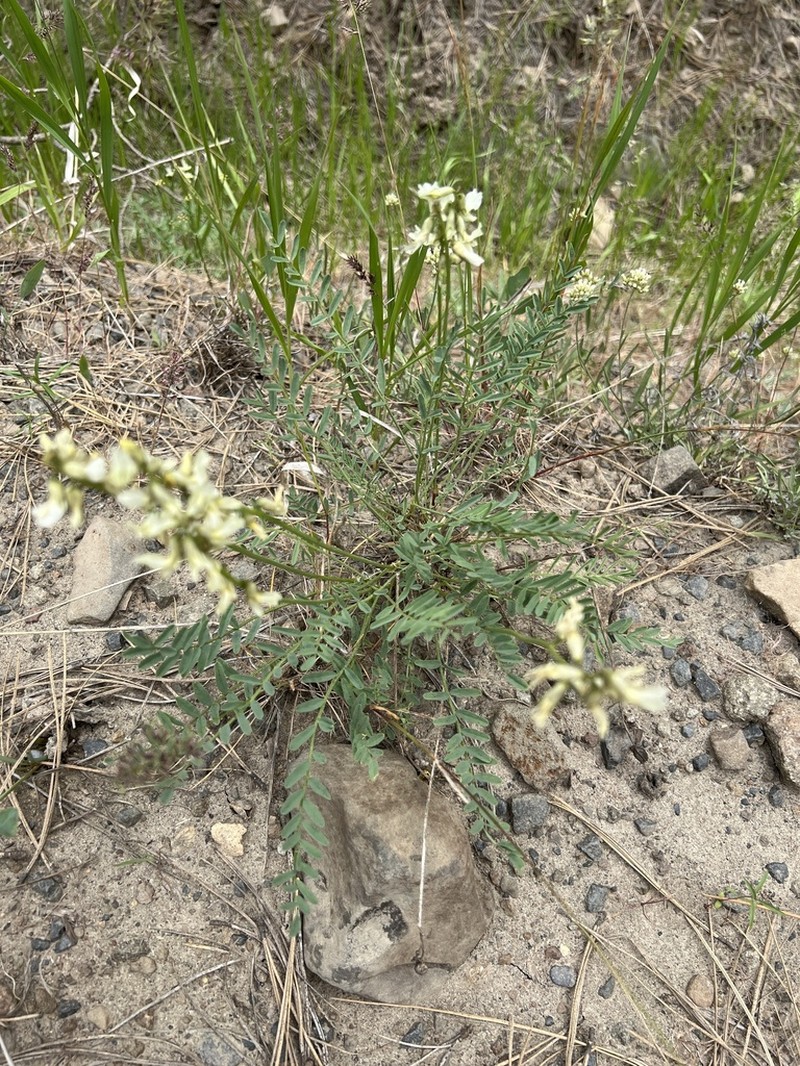 Yakima Milkvetch