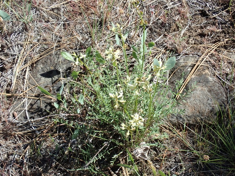 Yakima Milkvetch photo 2