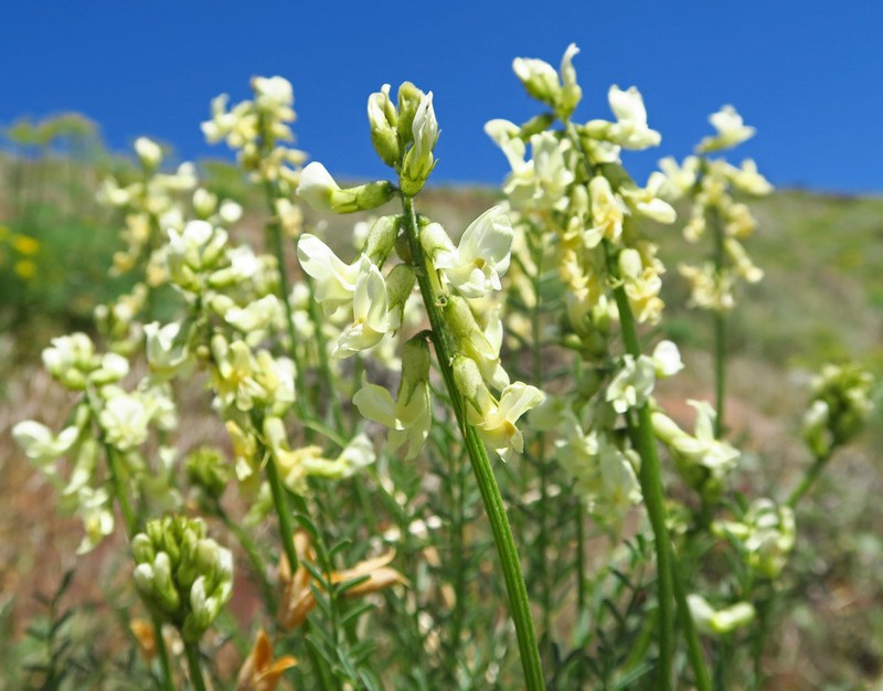 Yakima Milkvetch photo 3