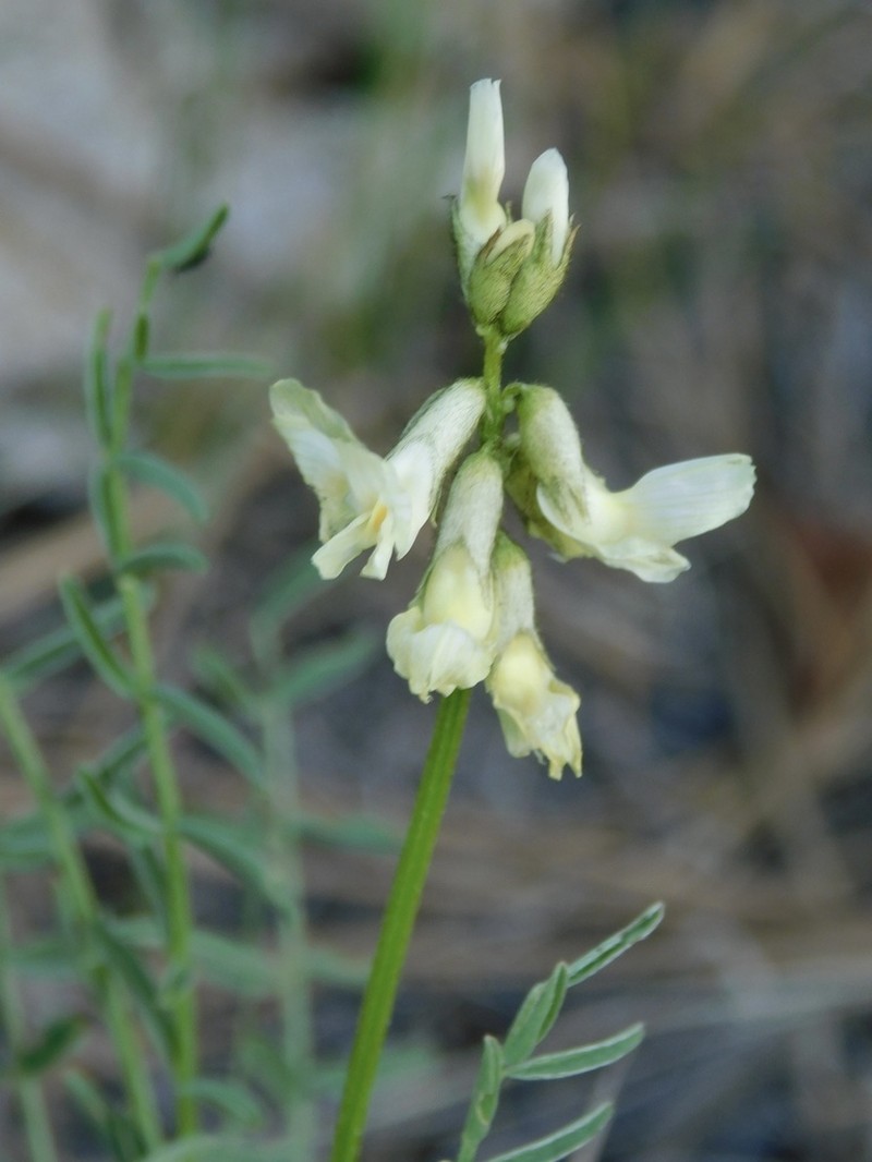 Yakima Milkvetch photo 4