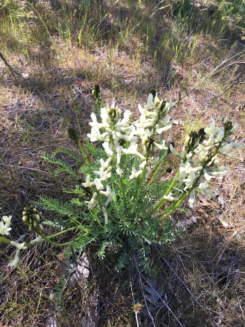 Yakima Milkvetch photo 5