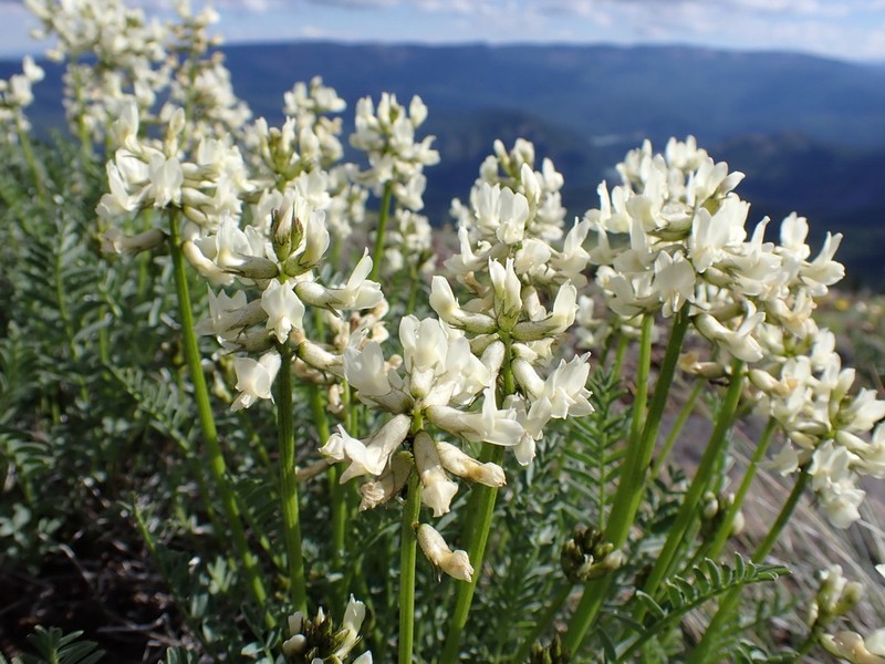 Yakima Milkvetch photo 6
