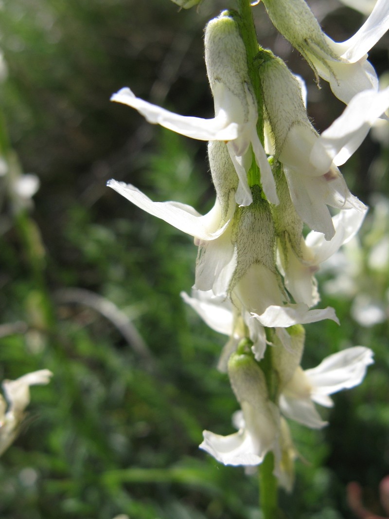 Yakima Milkvetch photo 7