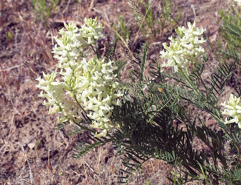 Yakima Milkvetch photo 8