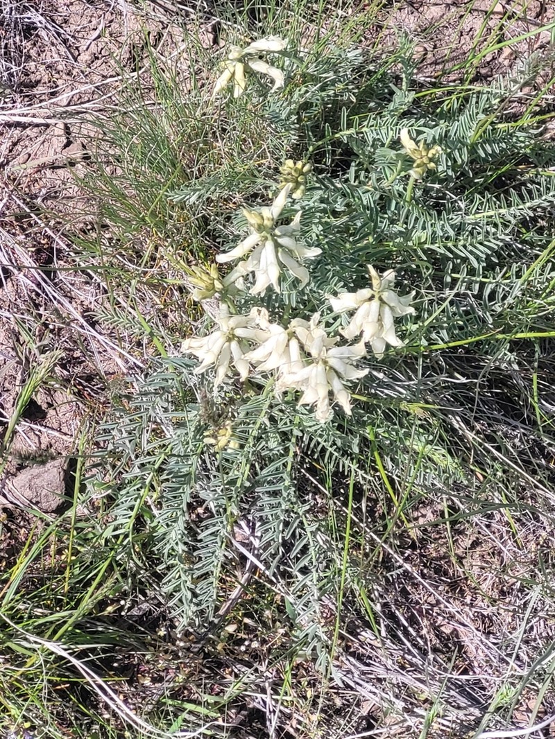 Blue Mountain Milkvetch