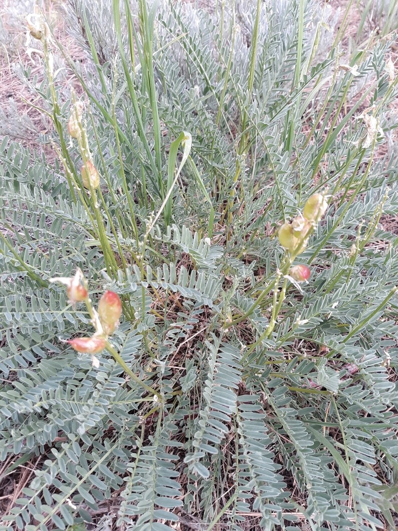 Blue Mountain Milkvetch photo 2