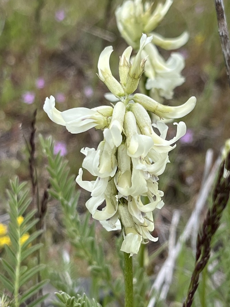 Blue Mountain Milkvetch photo 3