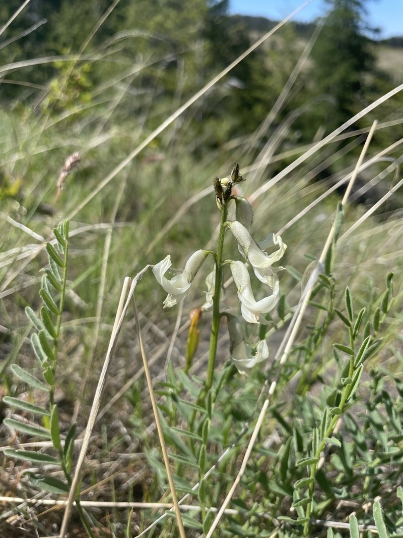 Blue Mountain Milkvetch photo 4