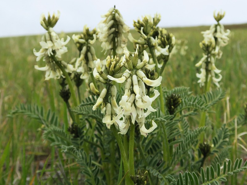 Blue Mountain Milkvetch photo 5