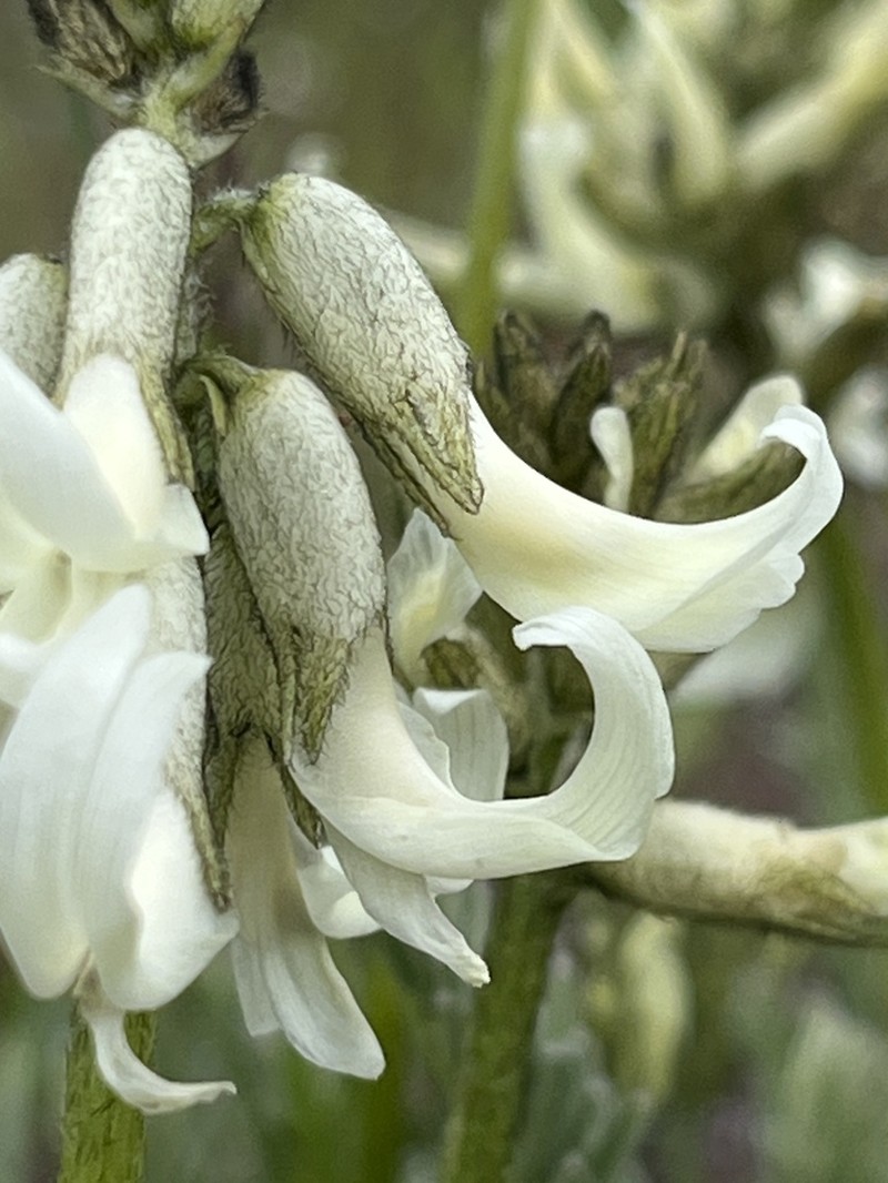 Blue Mountain Milkvetch photo 6