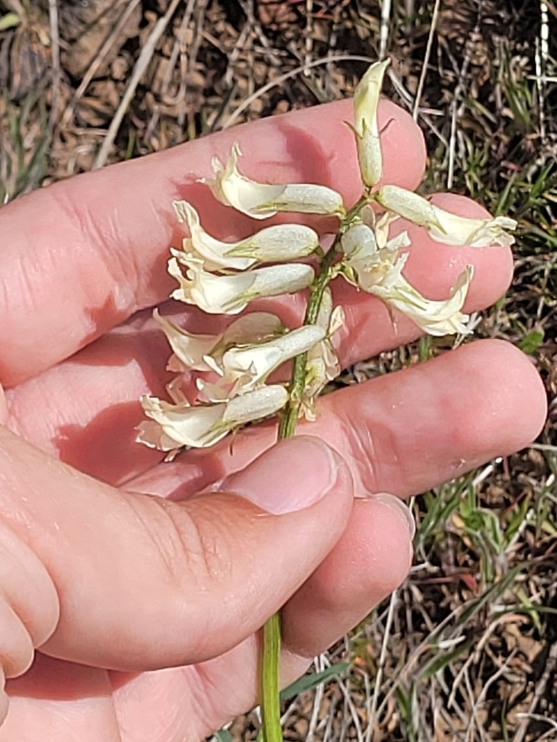 Blue Mountain Milkvetch photo 7