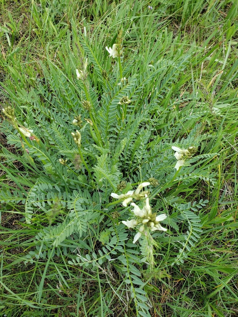 Blue Mountain Milkvetch photo 8