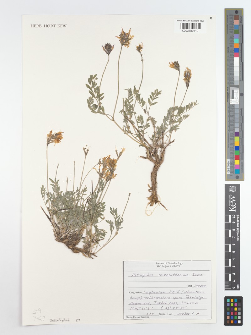 Astragalus reverdattoanus