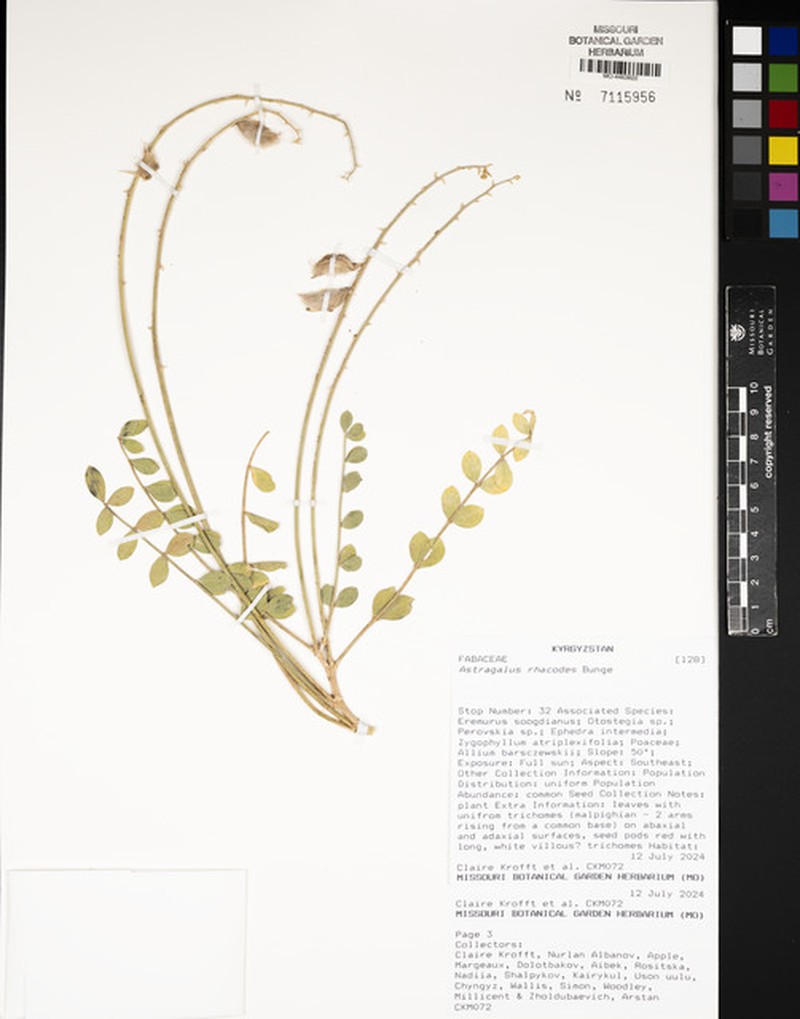 Astragalus rhacodes