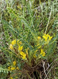 Astragalus rhizanthus
