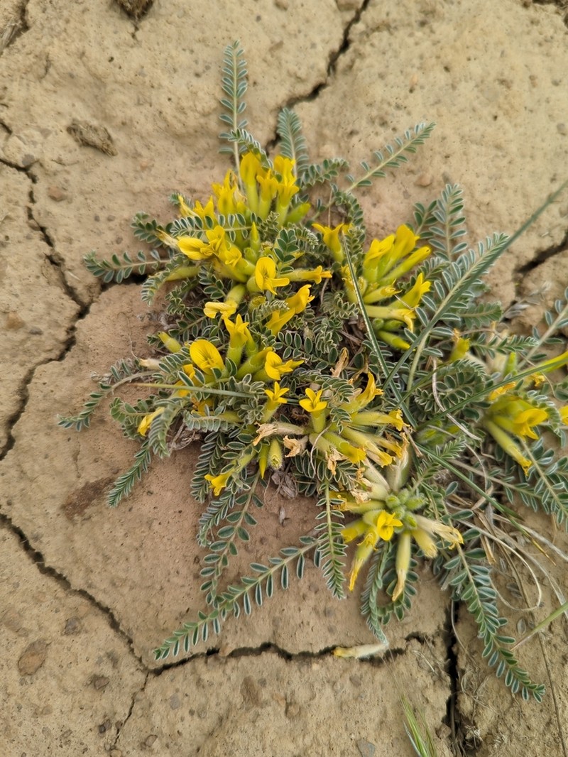 Astragalus rhizanthus photo 2