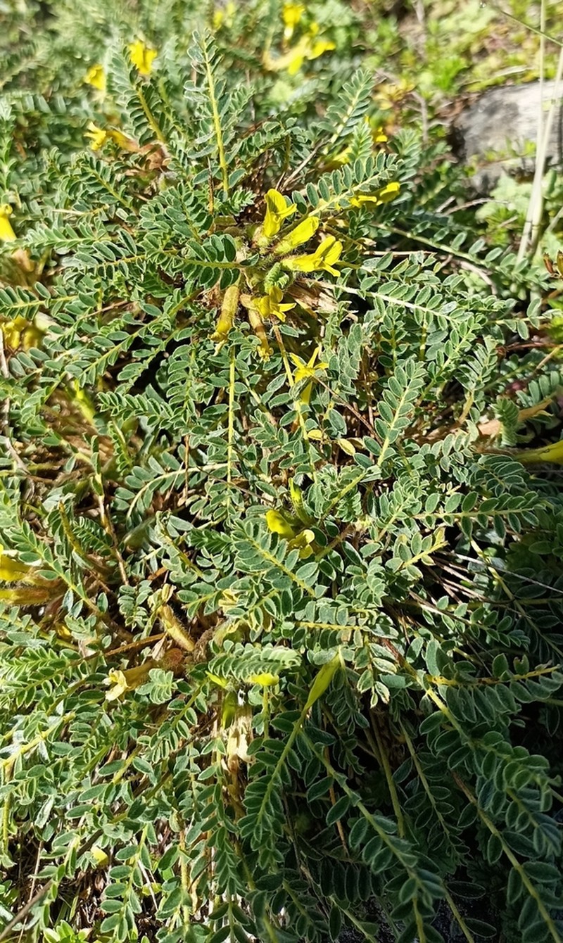 Astragalus rhizanthus photo 3