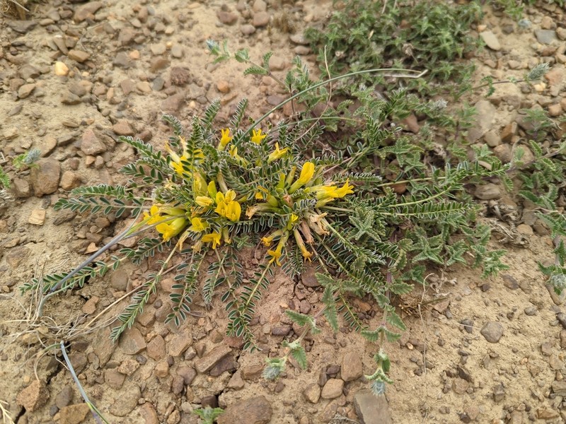 Astragalus rhizanthus photo 5