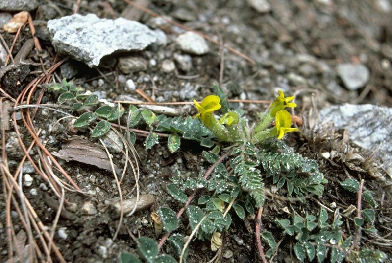 Astragalus rhizanthus photo 6