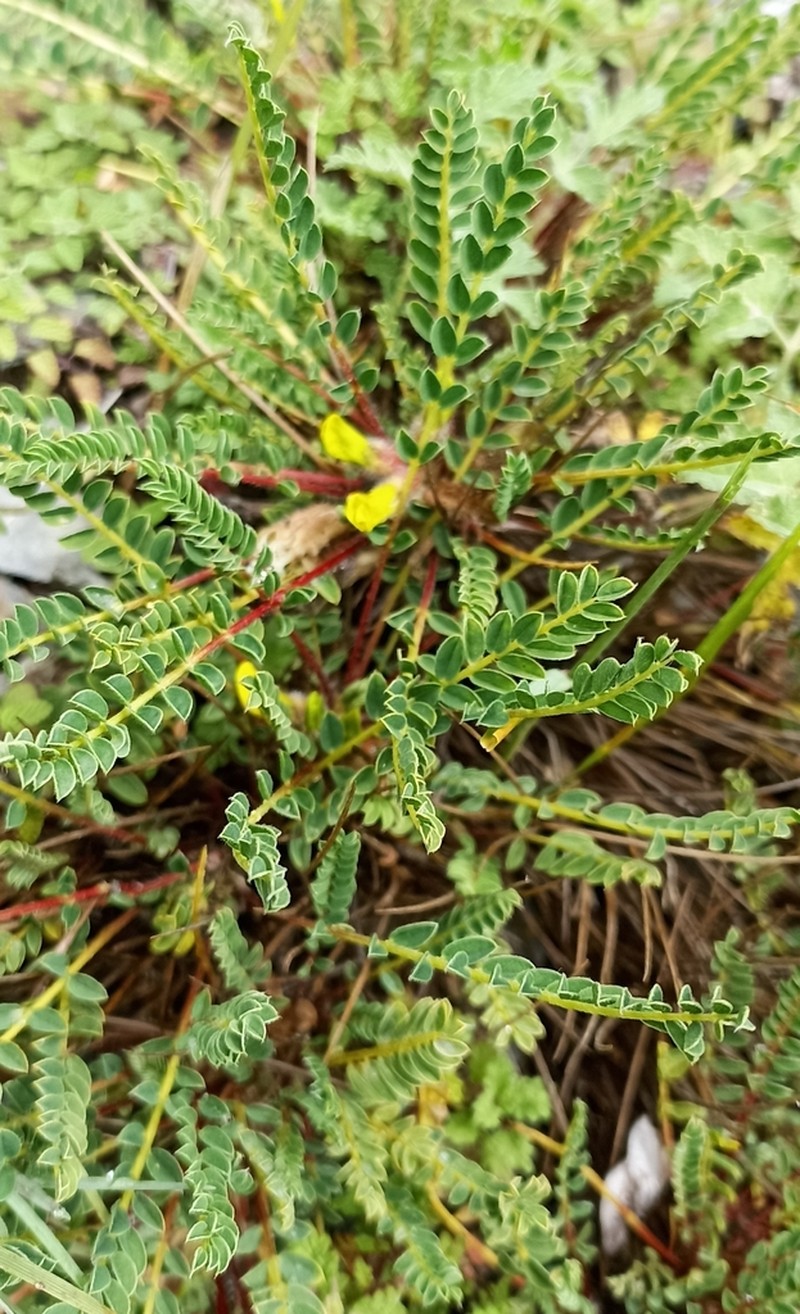 Astragalus rhizanthus photo 7