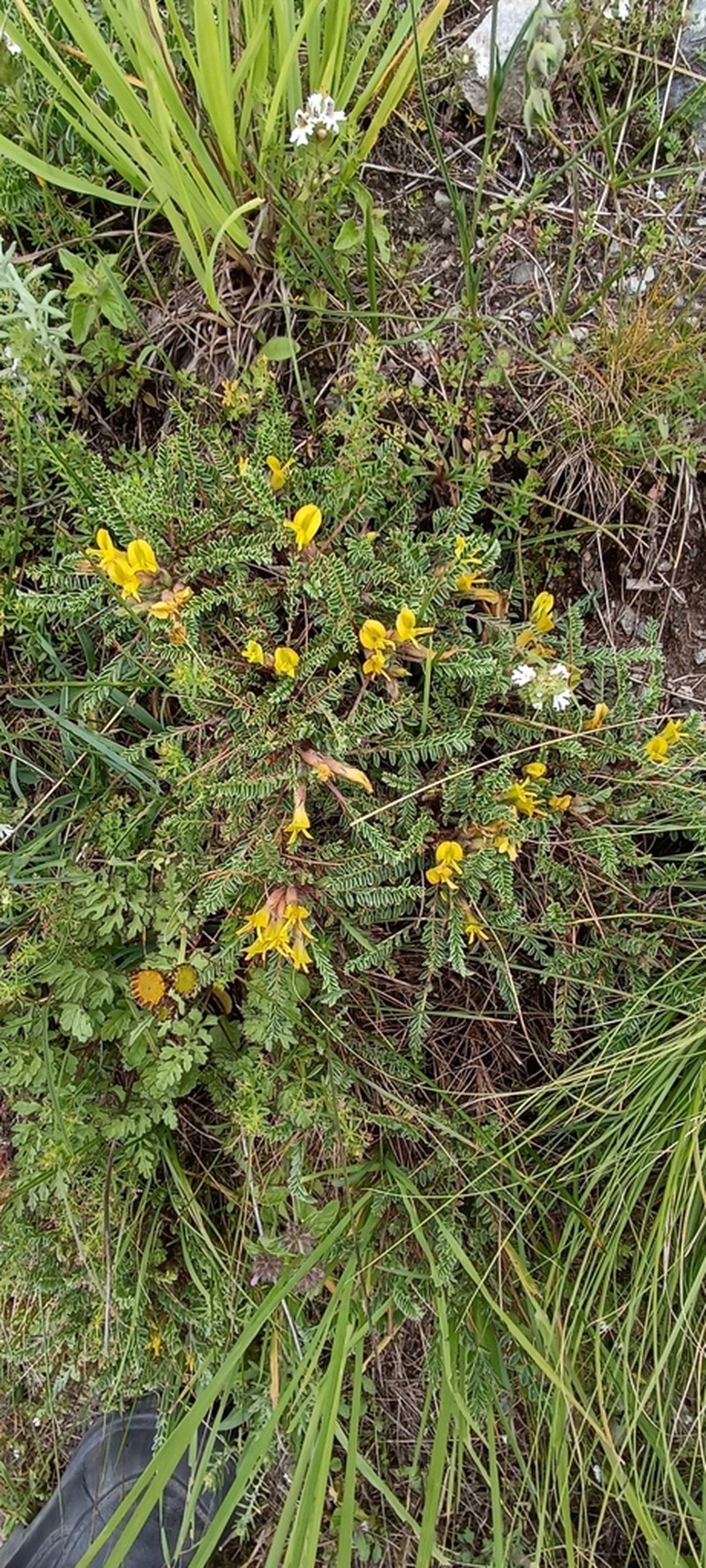 Astragalus rhizanthus photo 8
