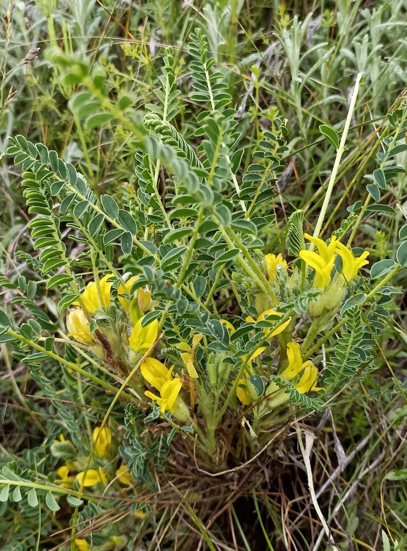 Astragalus rhizanthus subsp. candolleanus