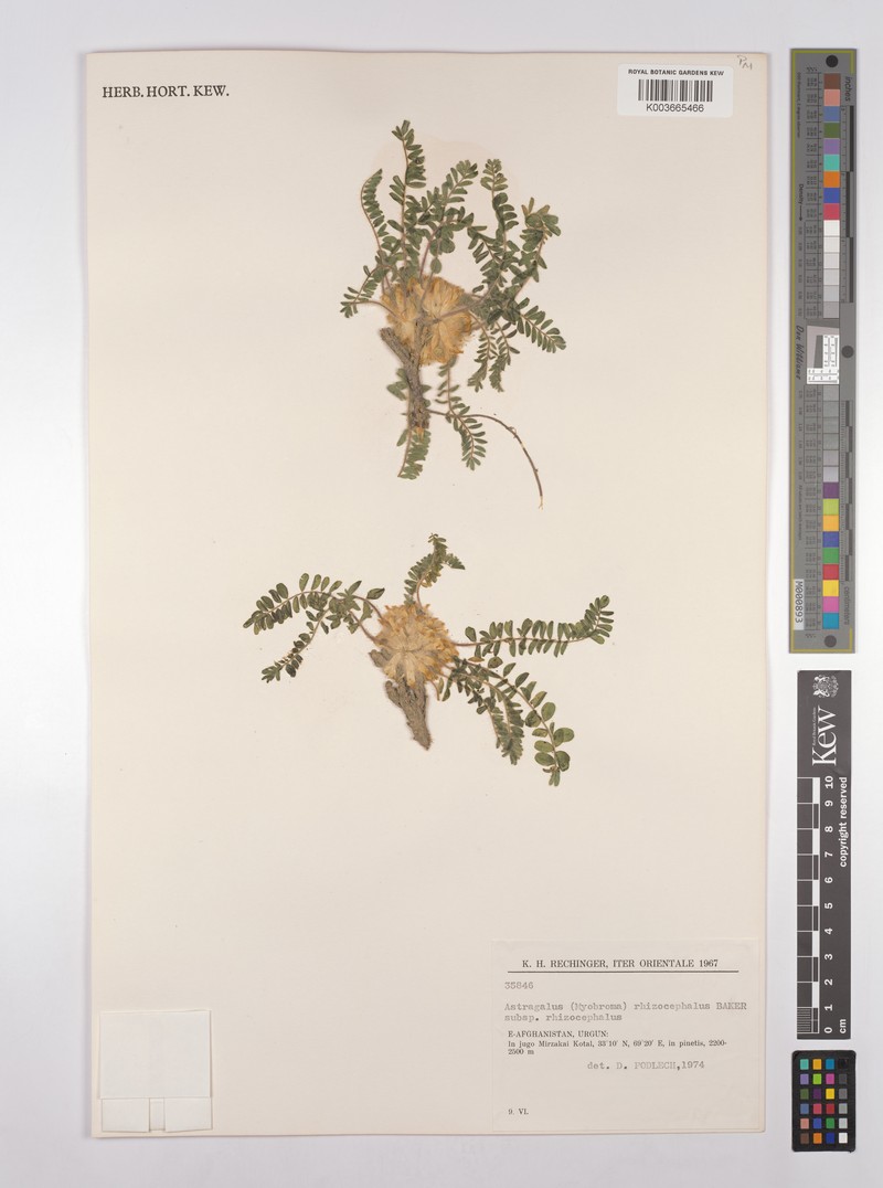 Astragalus rhizocephalus