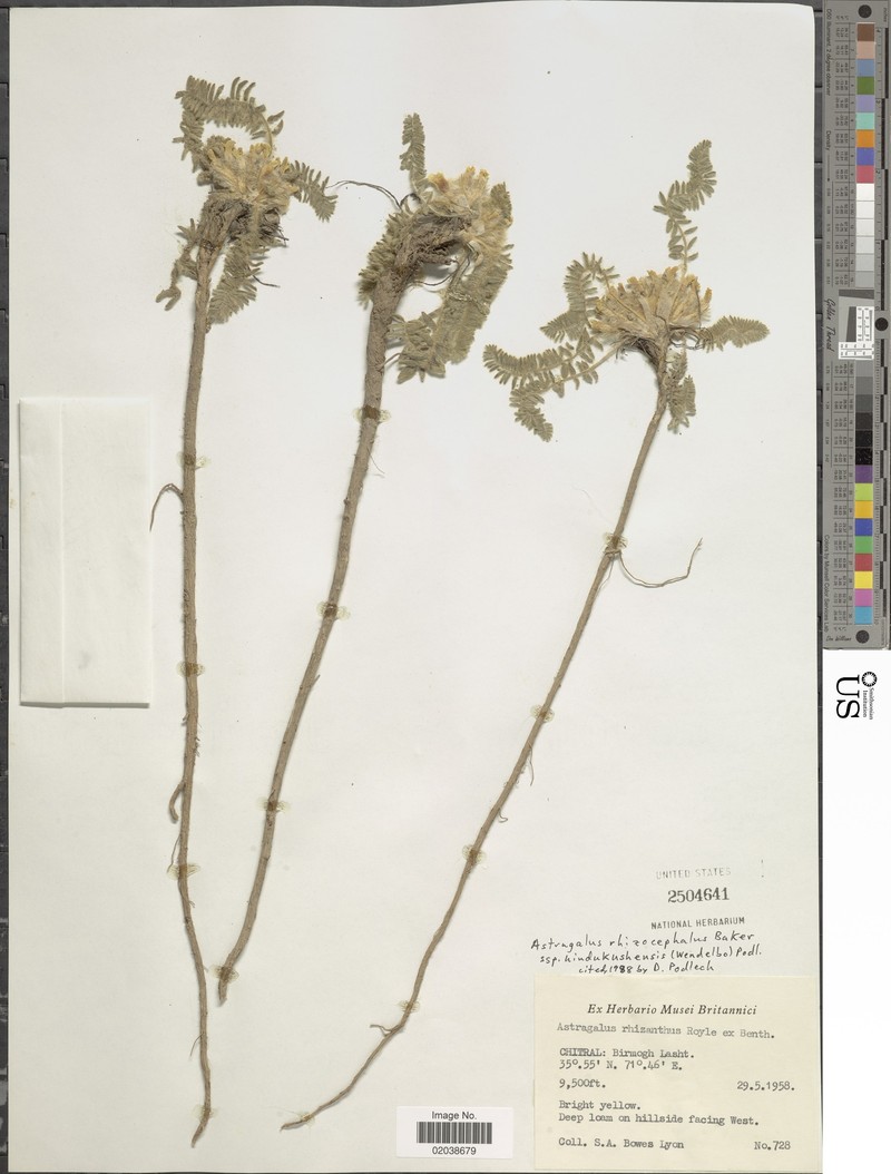 Astragalus rhizocephalus photo 2
