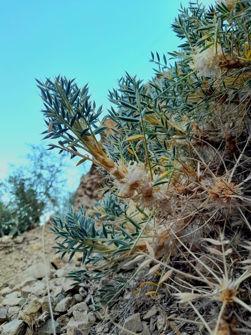 Astragalus rhodosemius