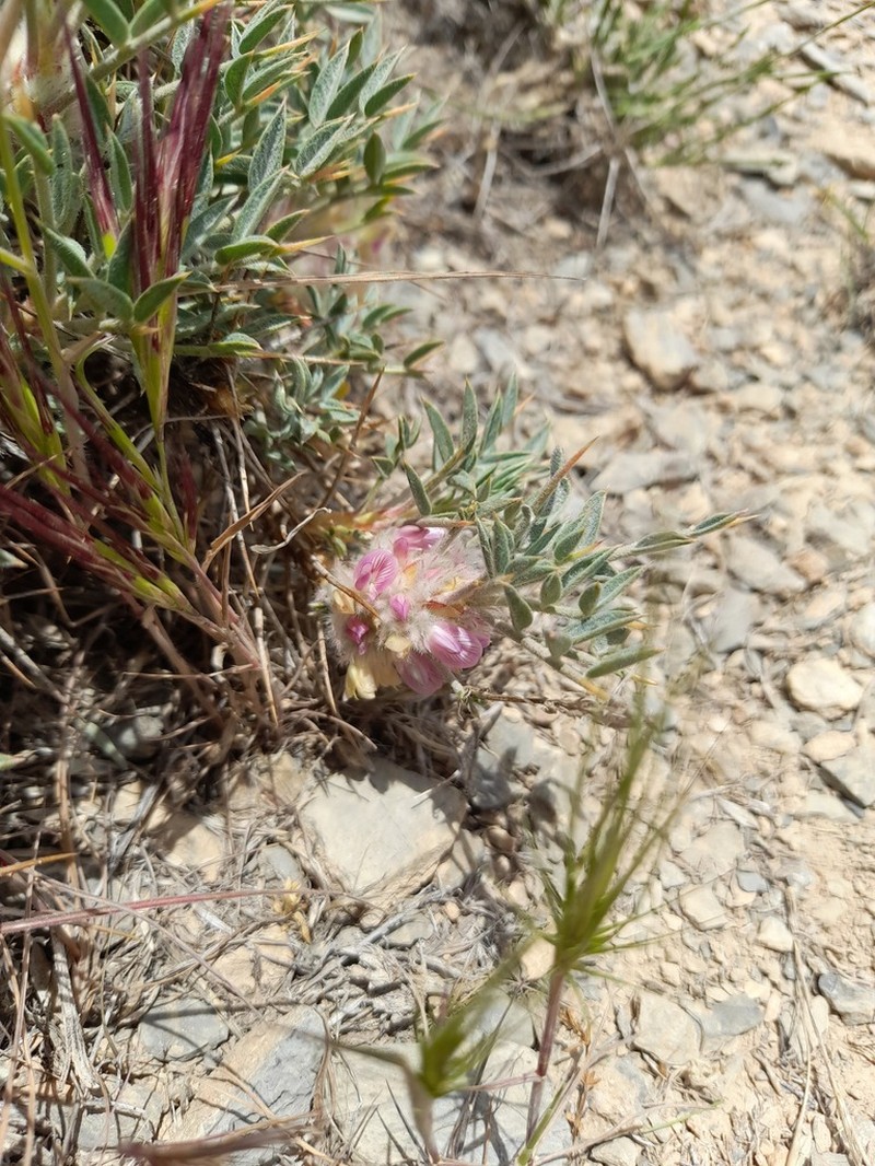 Astragalus rhodosemius photo 2