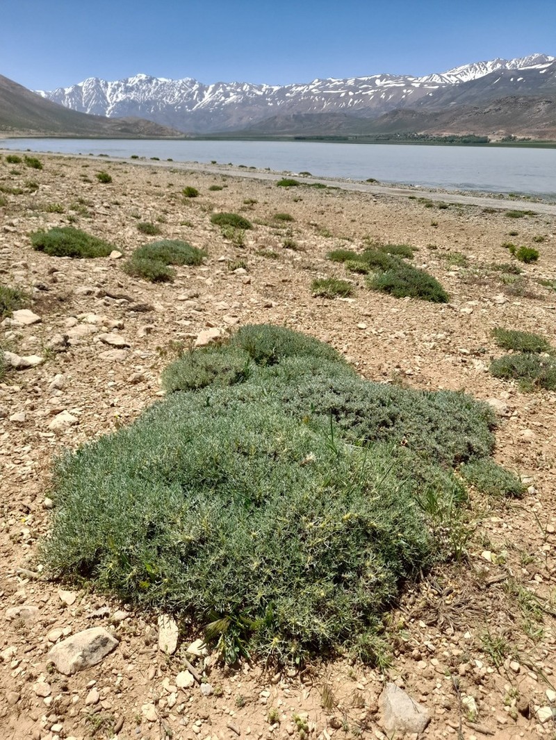 Astragalus rhodosemius photo 3