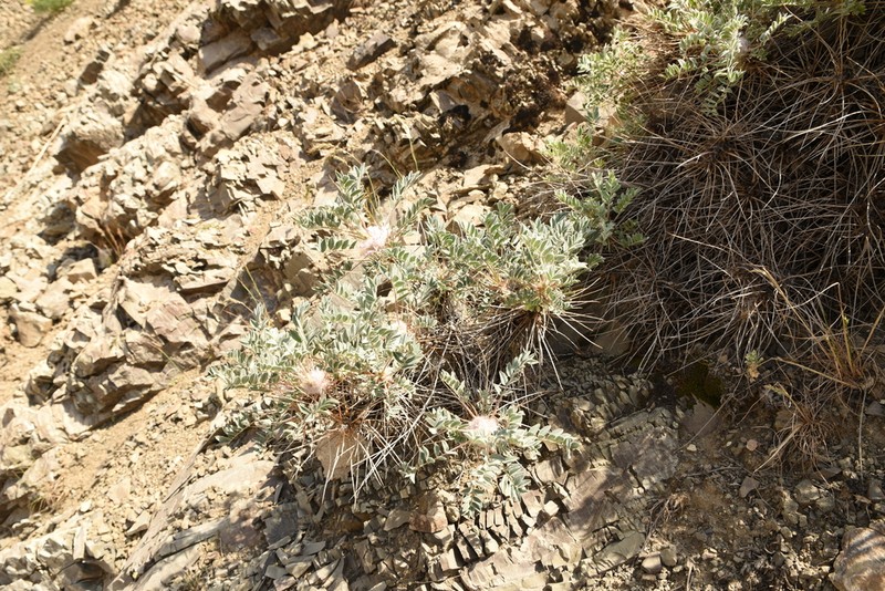 Astragalus rhodosemius photo 4