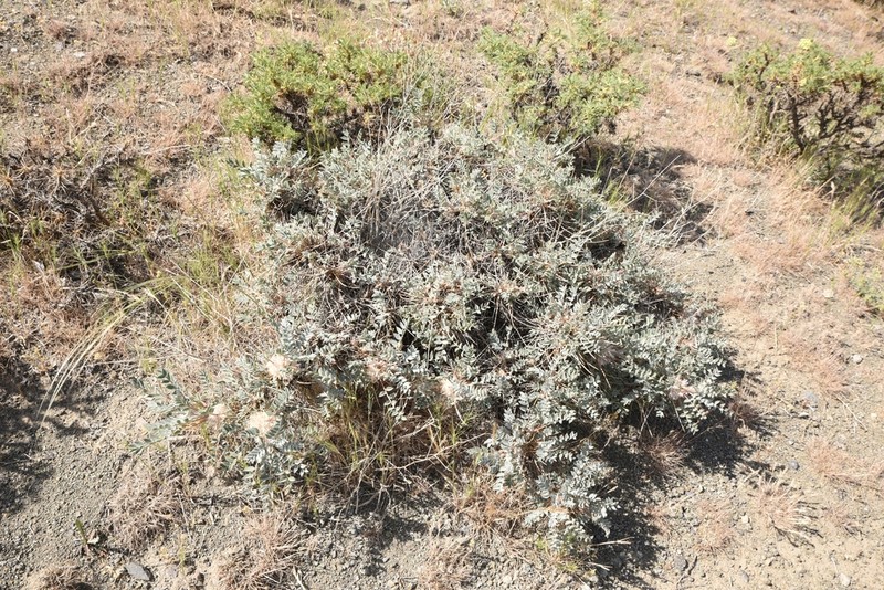 Astragalus rhodosemius photo 5