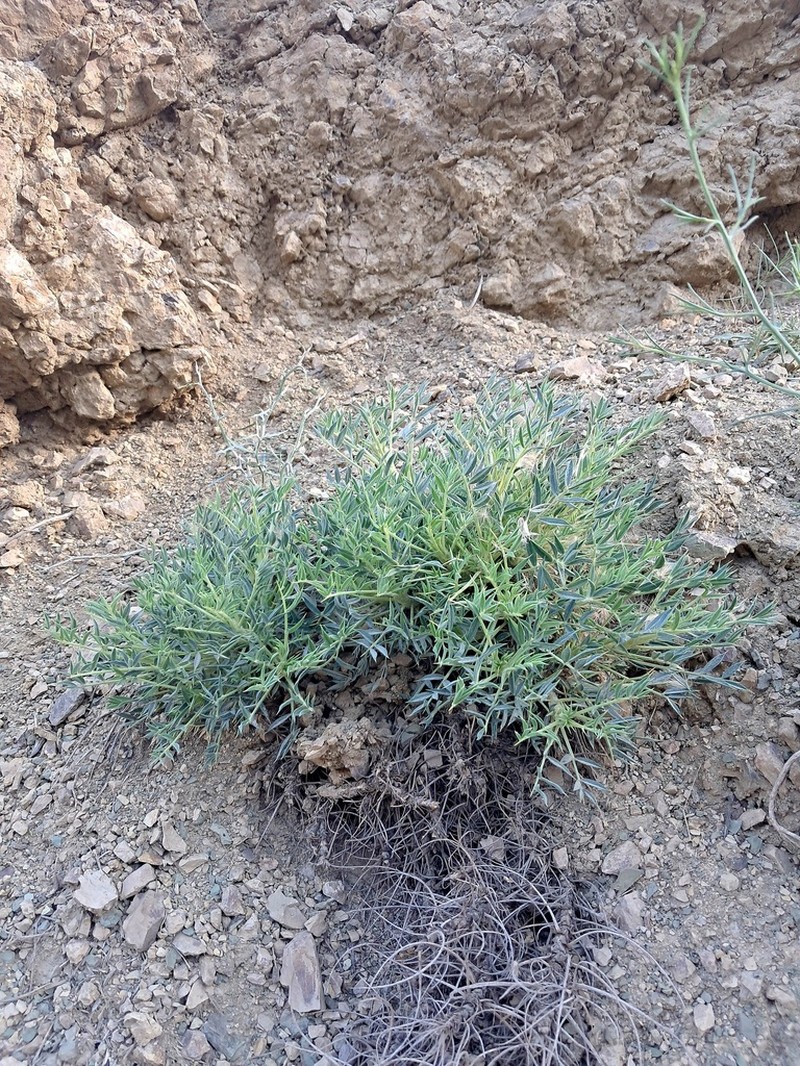 Astragalus rhodosemius photo 6