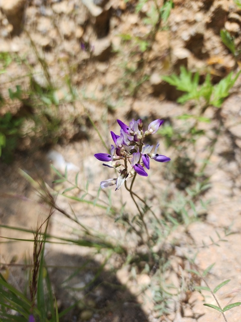 Astragalus richii photo 2