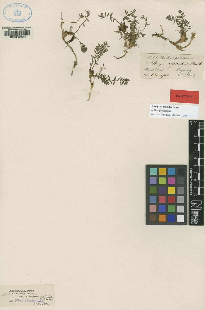 Astragalus rigidulus
