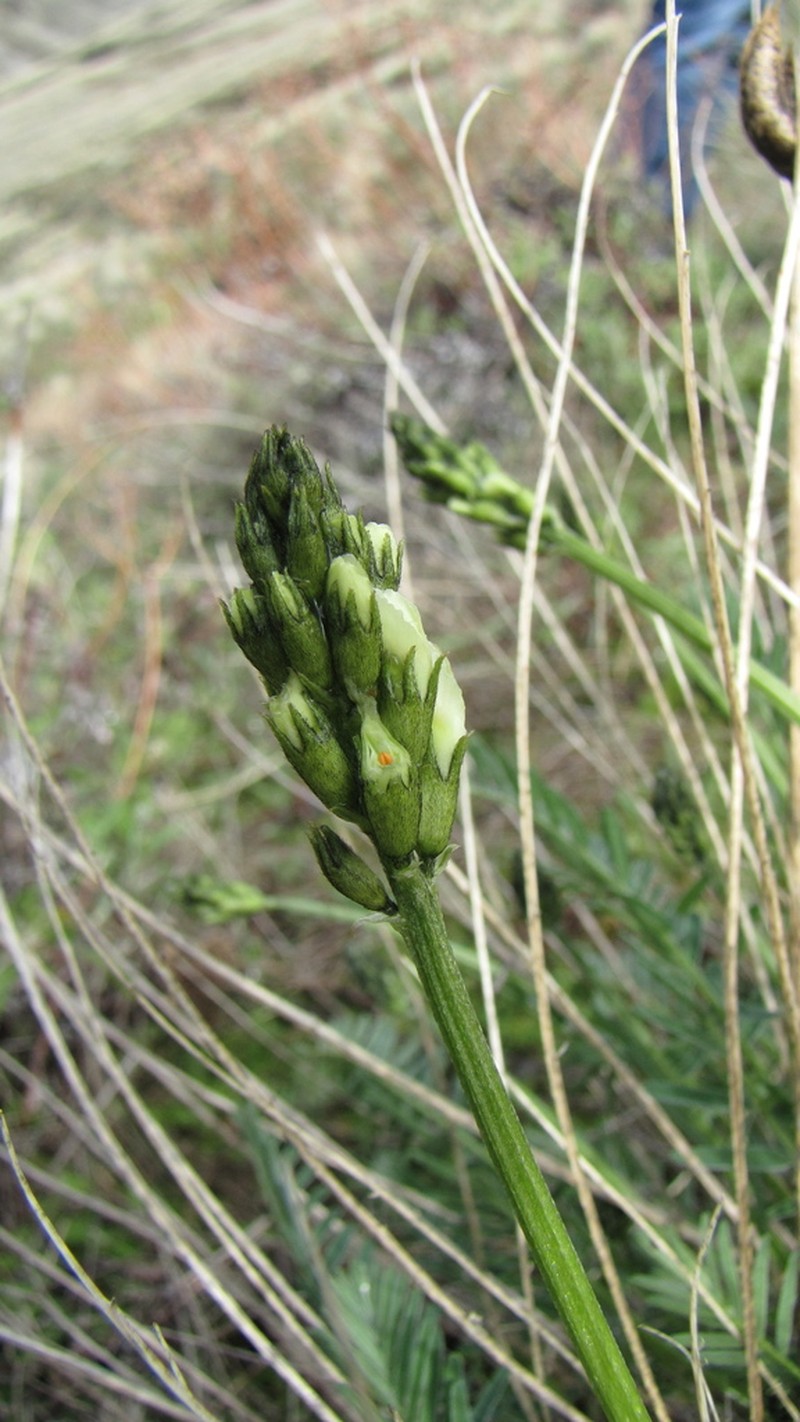 Woodyroot Milkvetch